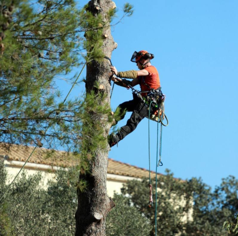 Abattage & démontage d'arbres par MANY-ELAG à Quéven