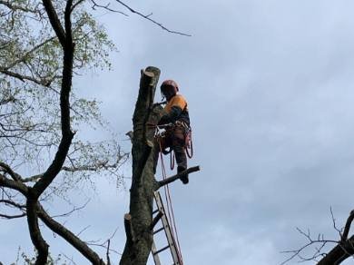 Abattage — chantier MANY-ELAG 3